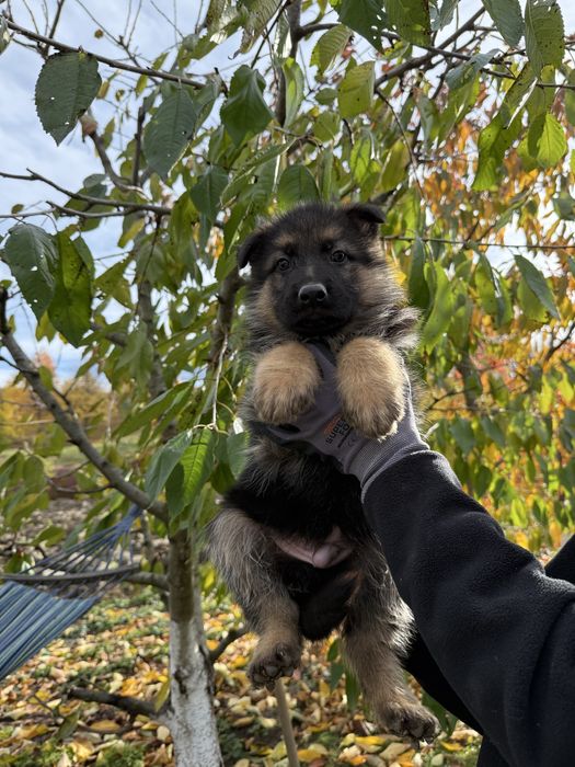 Продам щенки німецької вівчарки