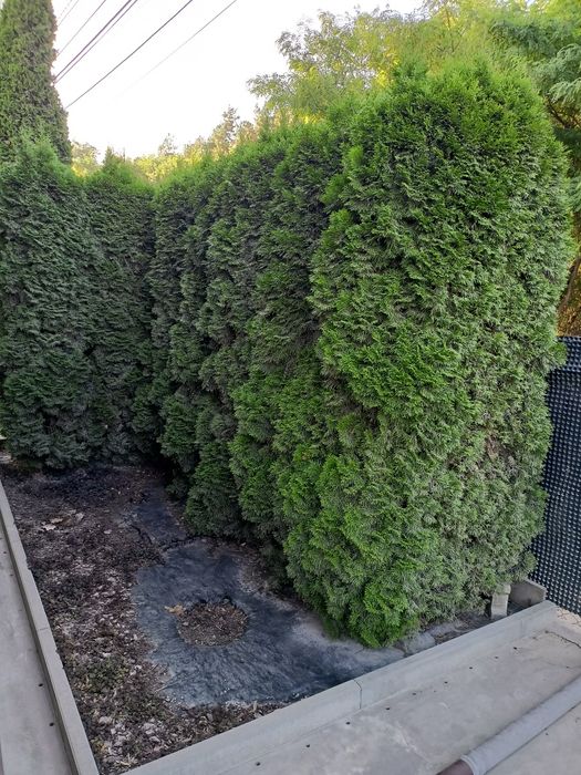 Tuje szmaragd wys 220