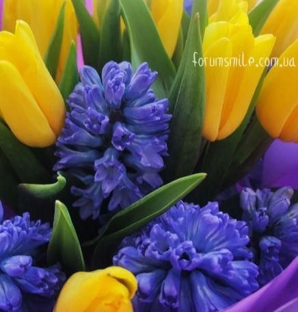 Цветочки Мускари (луковичные)многолетние