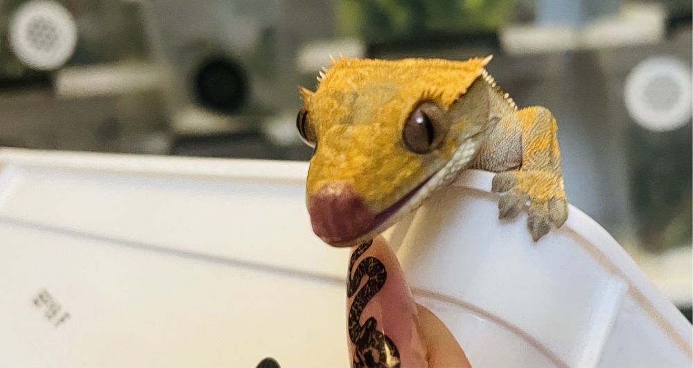 Gekon orzesiony, gekony orzesione