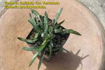 Gasteria carinata odrosty o wys. ok. 3 cm sukulent