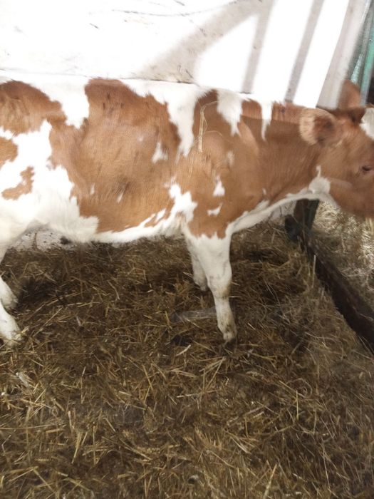 Sprzedam 14 zarlakow