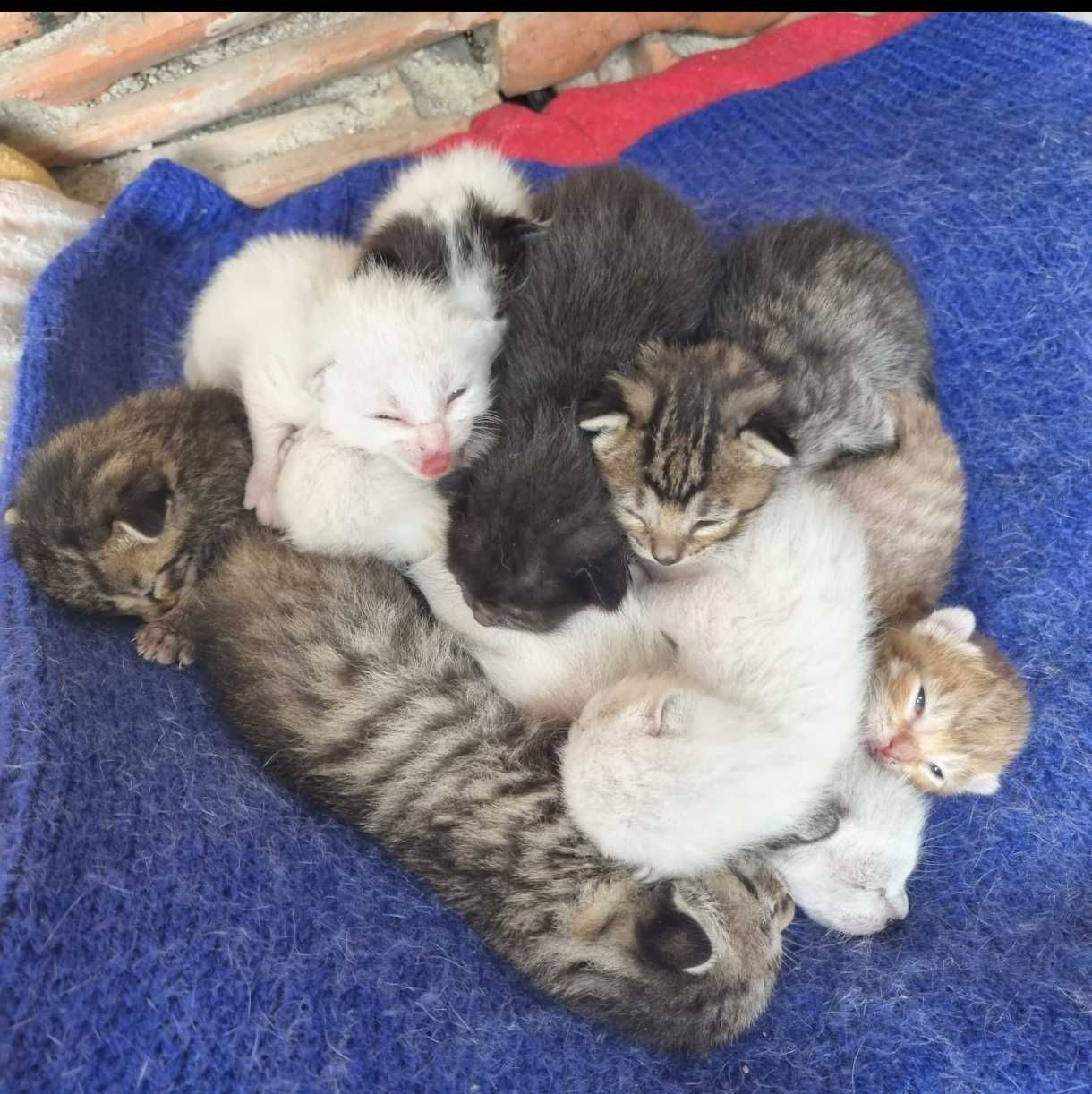 Gatinhos com 2 meses para adoção responsável em Gondomar