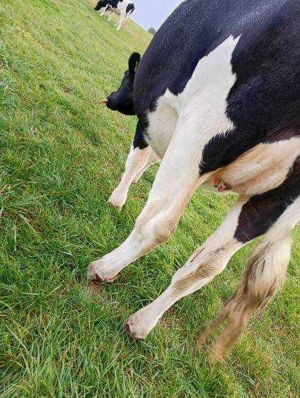 Sprzedam jałówki wysokocielne 6 sztuk