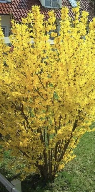 Форзиция,  айва , крыжовник