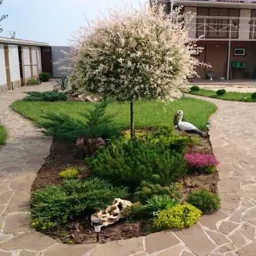 Відкрито осіннє бронювання  Хакуро- Нішикі! Верба Кілмарнок!