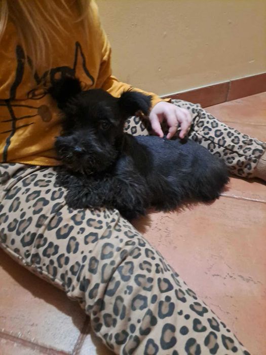 Sznaucer miniaturowy piesek czarny rodowód