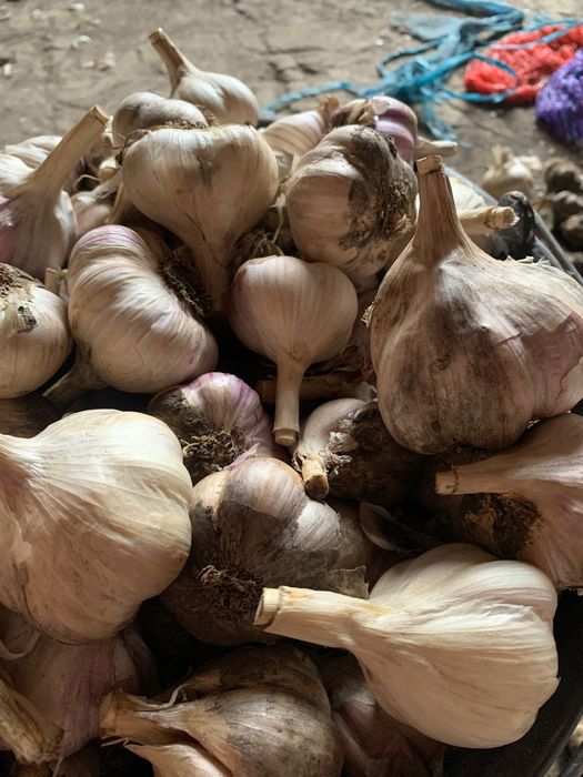 Продам Часник різної фракції, деталі за телефоном