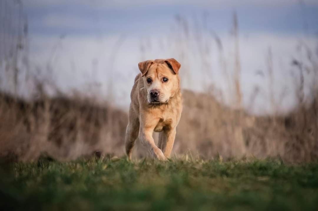 Radosny beżowy psiak w typie labradora szuka domus