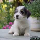 Jack Russell Terrier - piesek szorstkowłosy