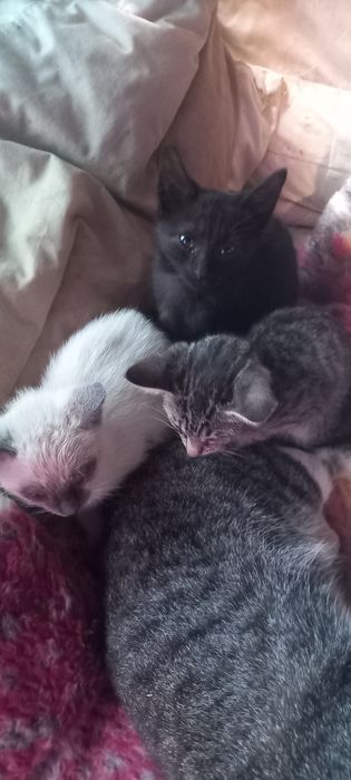 Dou gatinhos com 2 meses