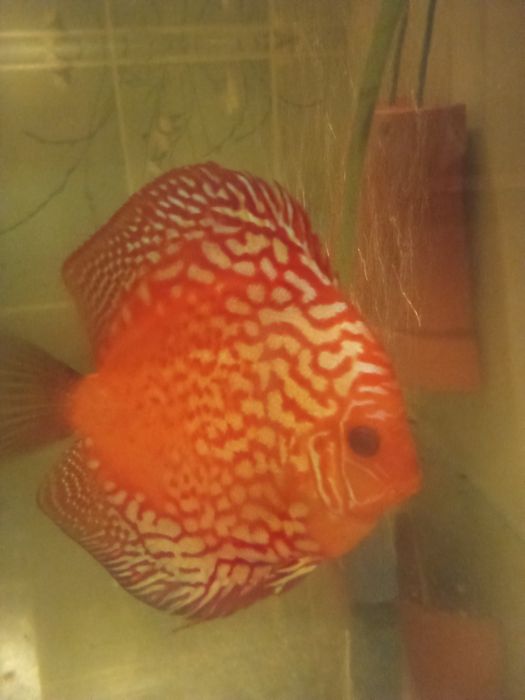 Sprzedam dorosłe pigeony i redrolsy