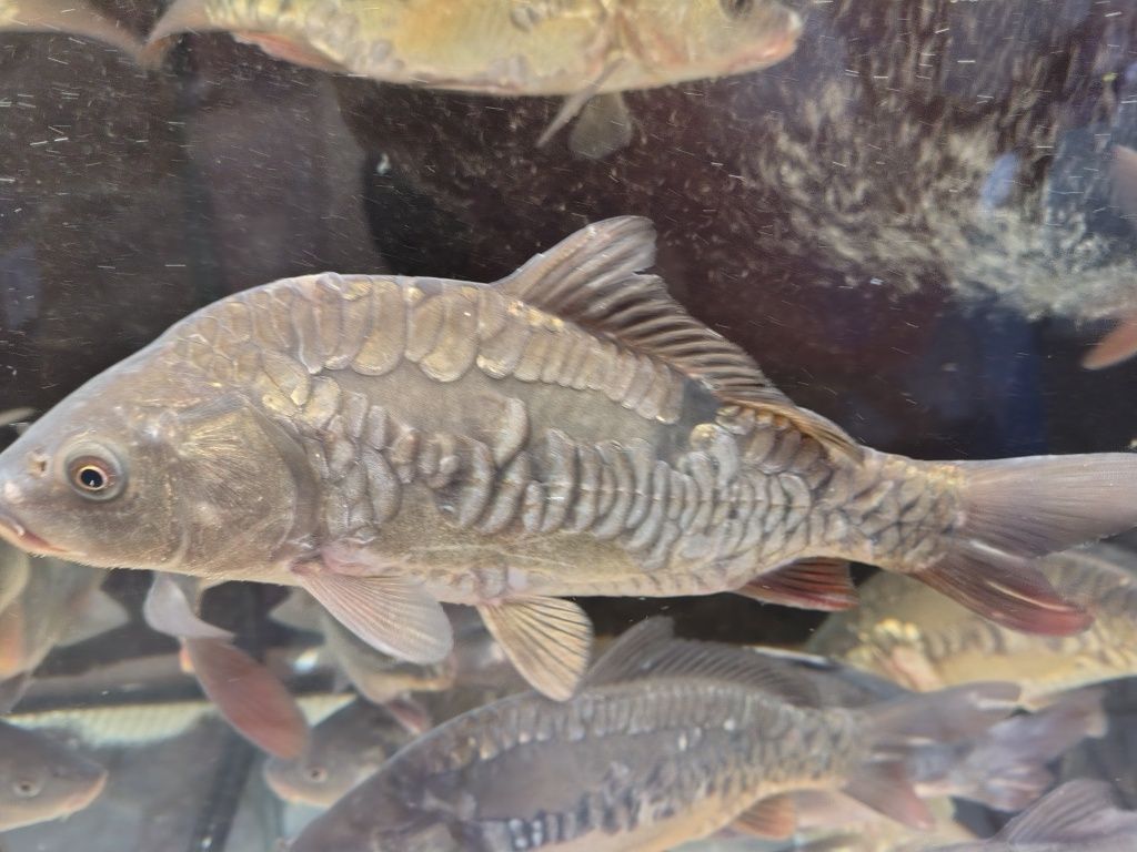 Karp królewski kroczek