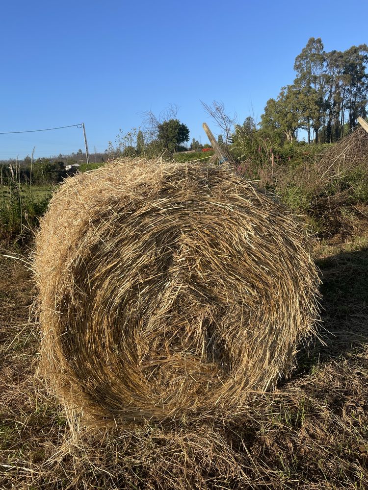 Rolos de palha de azevem de qualidade