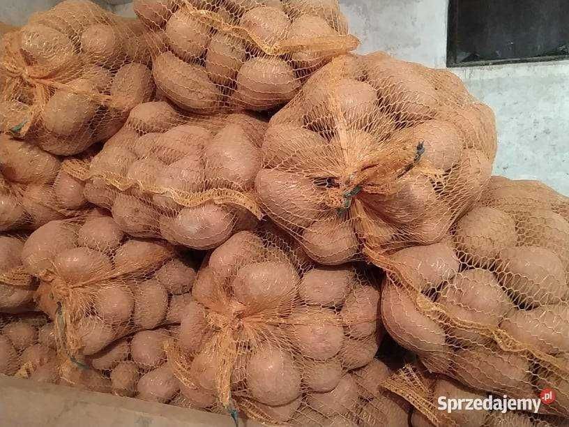 Kartofle ziemniaki Atol z małego gospodarstwa na własnym oborniku
