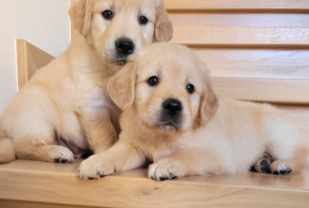 Golden Retriever piesek