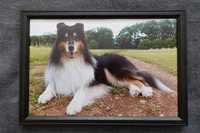 Owczarek Szkocki Collie - Lassie - foto, zdjęcie, portret