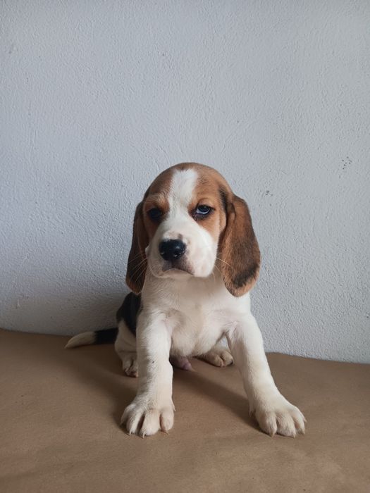 Beagle tricolor  macho