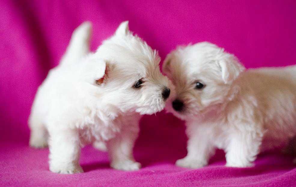 West Highland White Terrier - suczka ;)