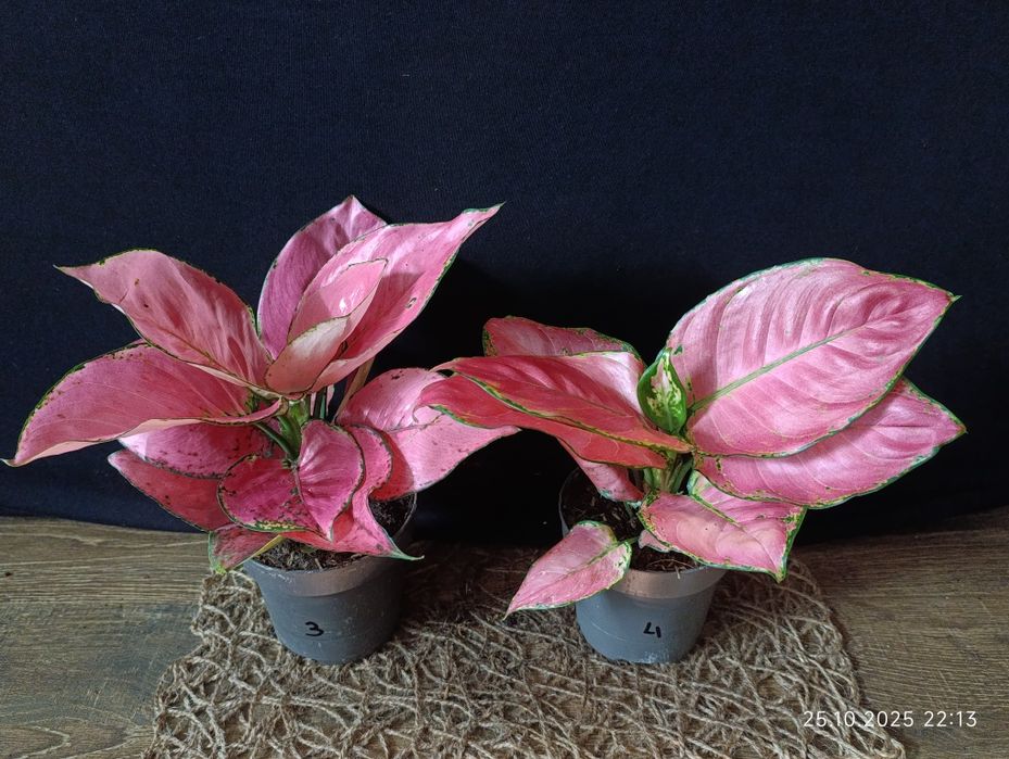 Аглаонема "Расбері Лав" (Aglaonema 'Raspberry Love')