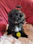 Cavapoo suczka black mama cavalier tata pudel toy red