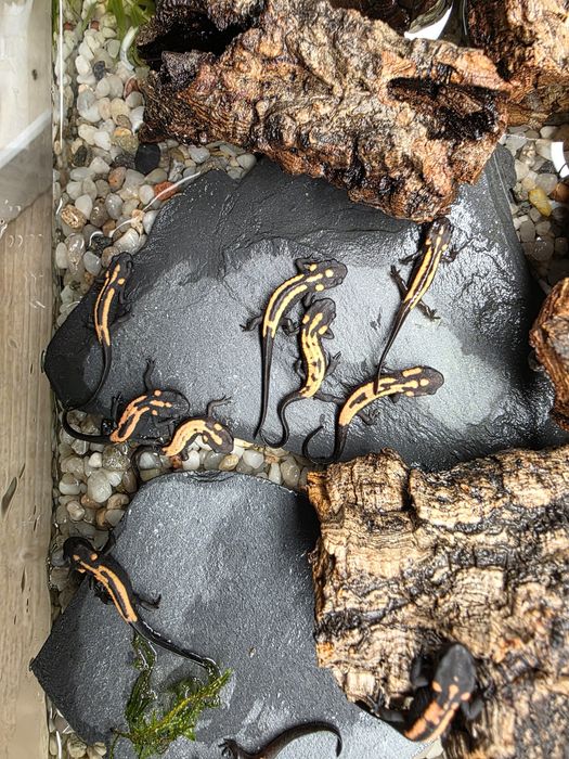 Rarytas Laotriton laoensis CB25 dla koneserów