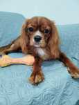 Menina Cavalier King Charles