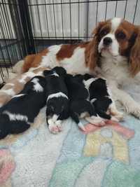 Cavalier King Charles Spaniel - przepiękne szczenięta