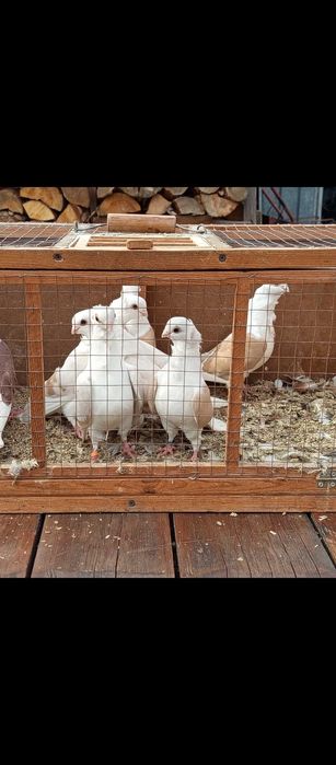 Gołębie mewki żółte