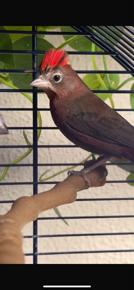 Tico tico rei vermelho