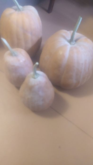 ГАРБУЗ сортовой  ананасная тыква и  арабатская