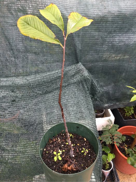 Planta de assimia triloba ( paw ,paw ) enxertada