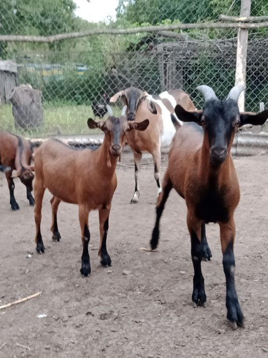 Продам коз разные