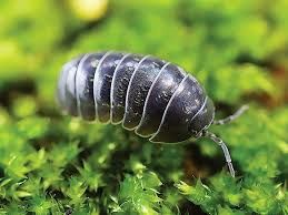 Armadillidium vulgare