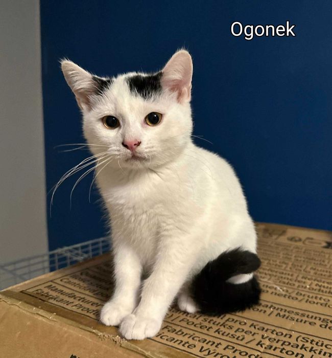 OGONEK, GRZYWECZKA i HALINKA – trójka kocich dzieci szuka domków