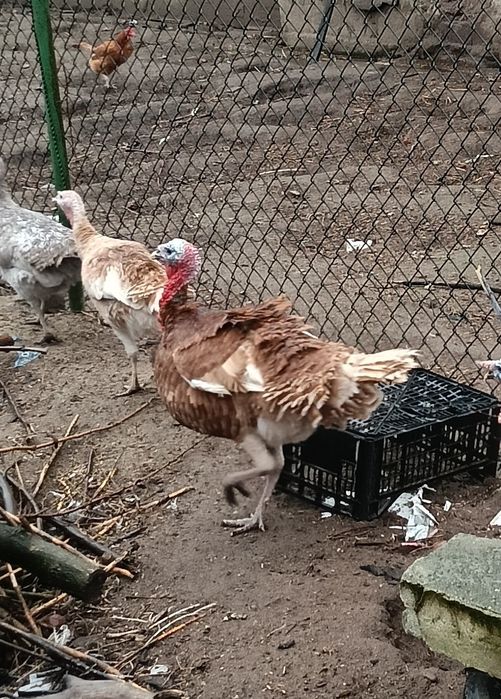 Indor 2024 czerwony i inne