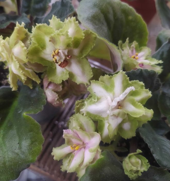 Фіалка дітки фіалки недорого 10-15 грн