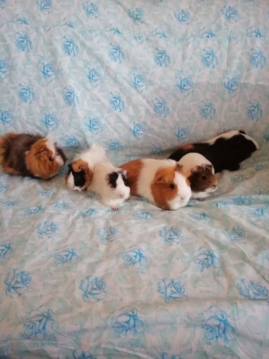 Świnka morska świnki morskie kawia domowa