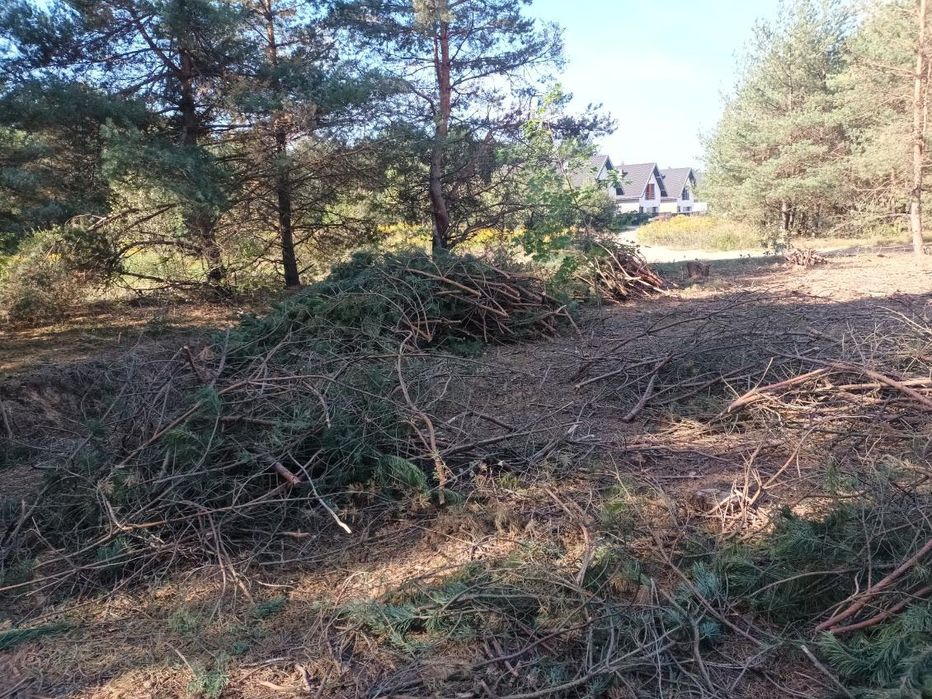 Oddam gałęzie za darmo (za wywiezienie)