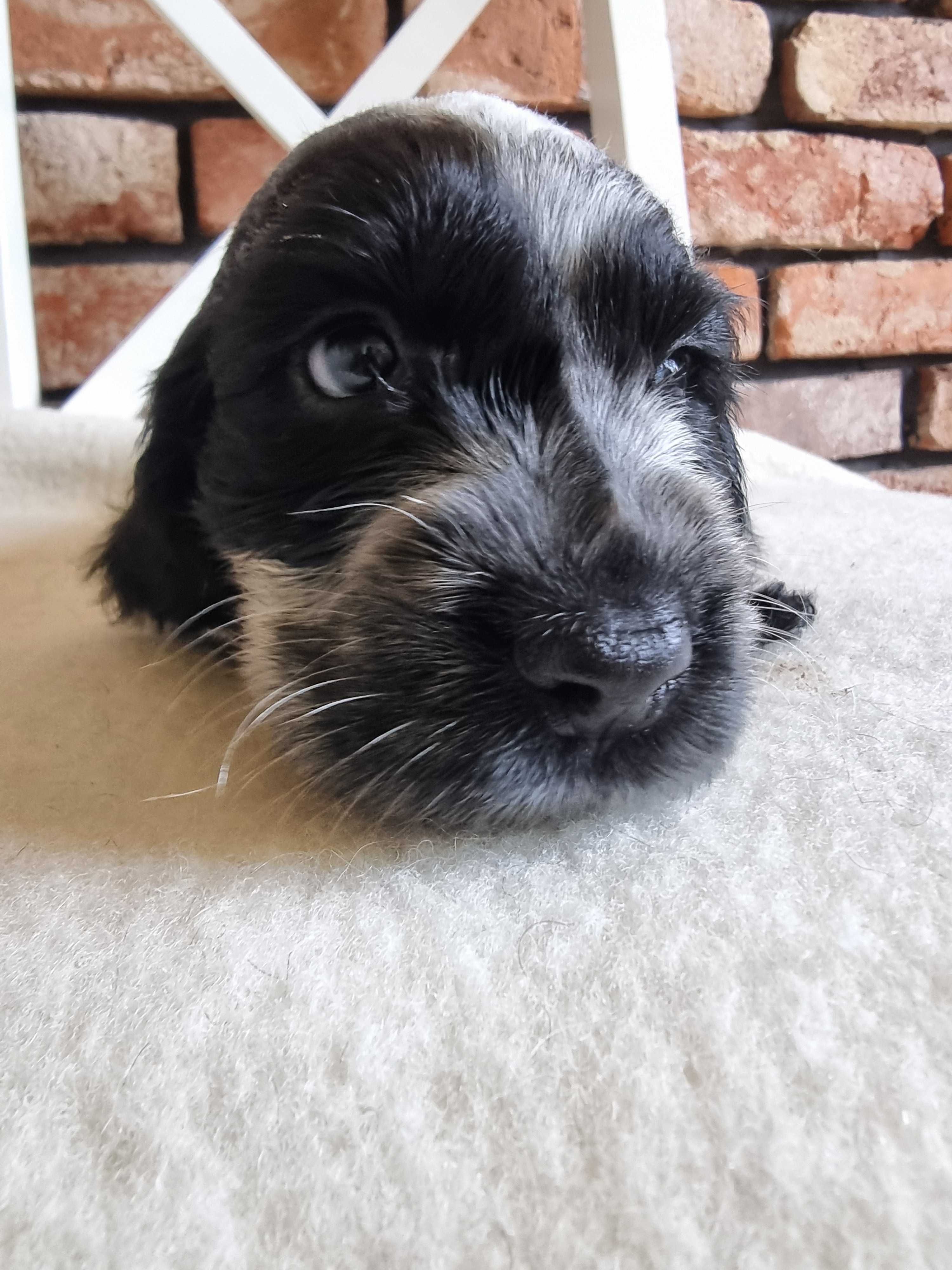 Cocker spaniel angielski śliczny szczeniaczek do odbioru