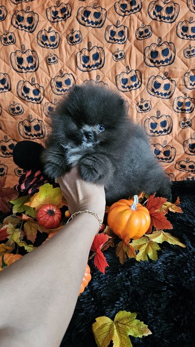 Pomeranian Blue & white malutkich rozmiarów dla Konsenera PASZPORT!