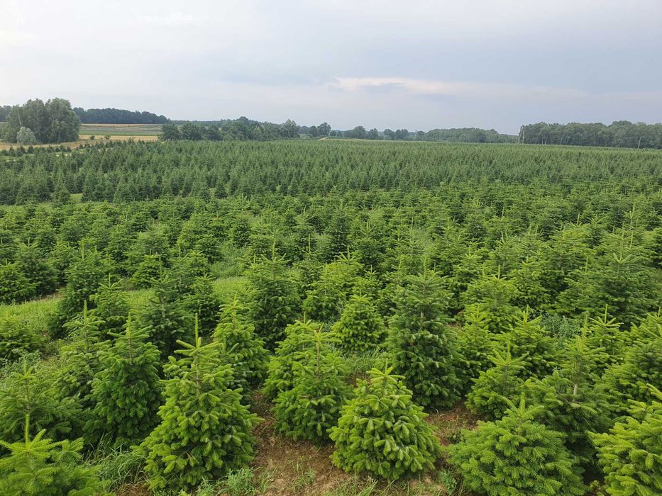 Plantacja Jodła Kaukaska cięta lub w donicy - świerk pospolity srebrny