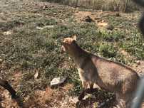 Animas de estimacao