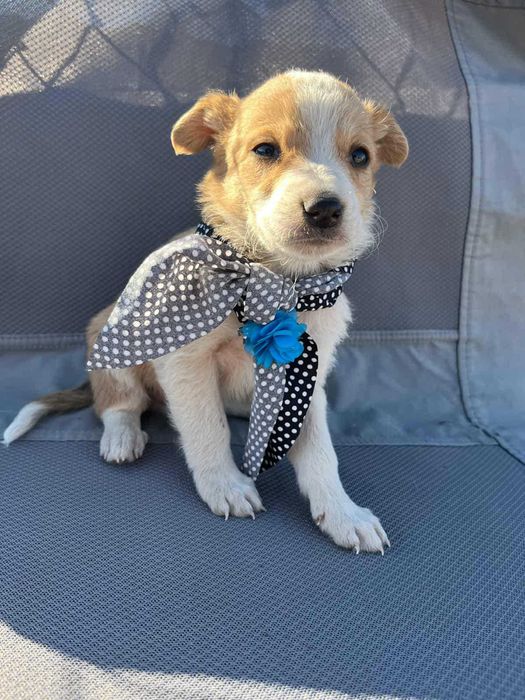 Cachorro para adoçao