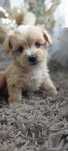 Piesek Maltipoo .Maltanczyk i Pudel Toy