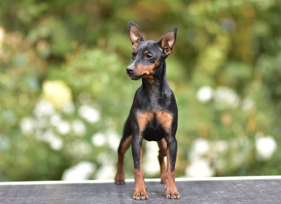 Pinczer miniaturowy FCI mini doberman cudna suczka