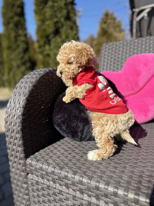 Мальтипу  цуцики