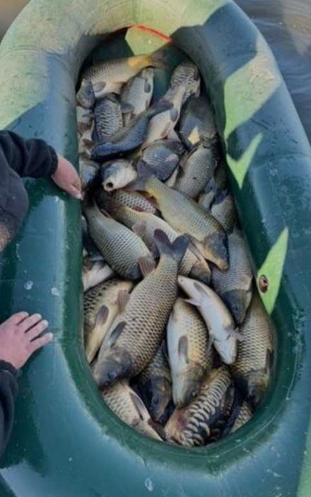 Продаю диву рибу оптом в роздріб