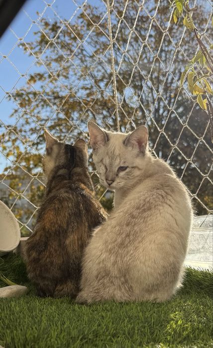 Duas gata bebes - para adoção conjunta