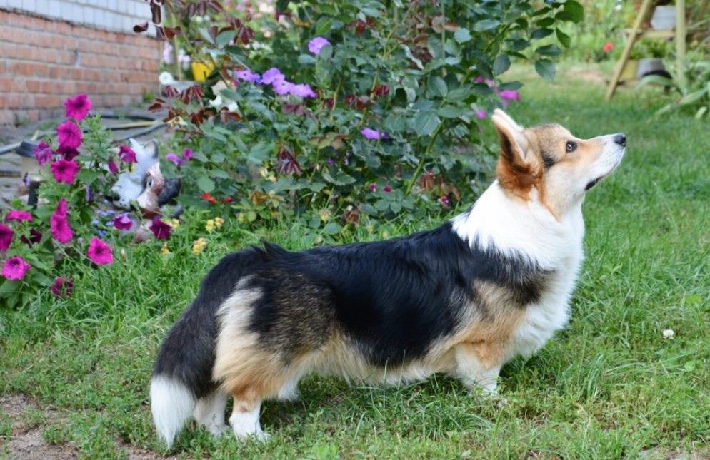 Хлопчик триколор вельш коргі пемброк